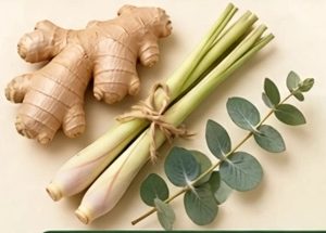 Jahe, sereh, dan daun kayu putih segar
