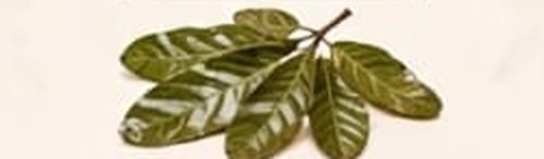 Daun sirsak hijau